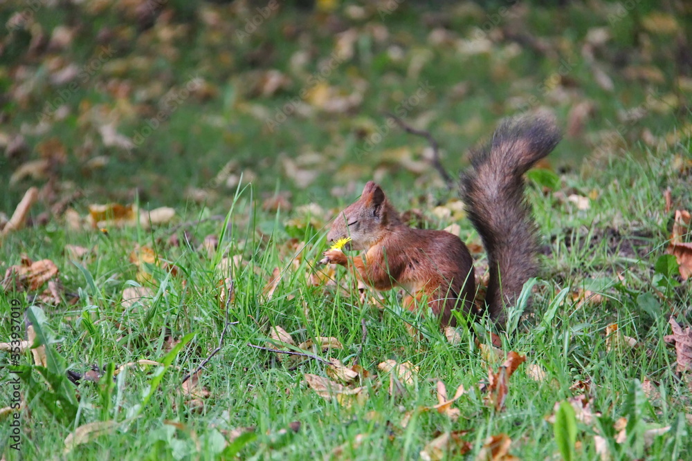 A young light brown squirrel on the green grass with fallen leaves and a nut in its paws closed its eyes A young light brown squirrel on the green grass with fallen leaves and a nut in its paws closed its eyes