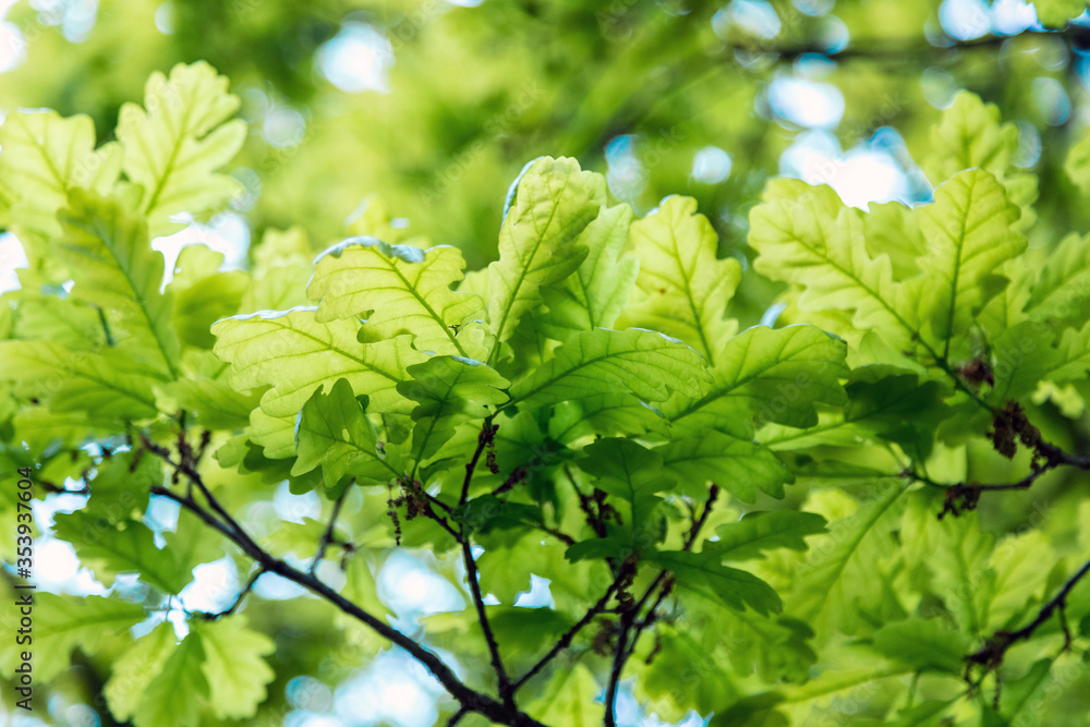 Young green oak leaves. Spring Park. New sheet. Close up. Young green oak leaves. Spring Park. New sheet. Close up.