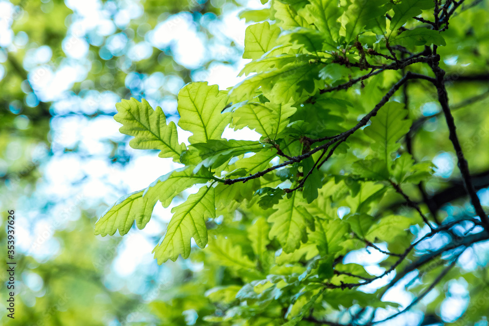 Young green oak leaves. Spring Park. New sheet. Close up. Young green oak leaves. Spring Park. New sheet. Close up.