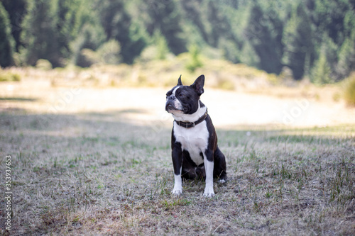 dog La Marquesa park