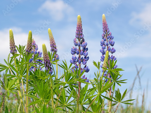 Blühende Lupinen,Lupinus,im Frühling photo