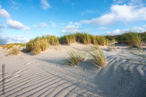 Dune grass on the beach