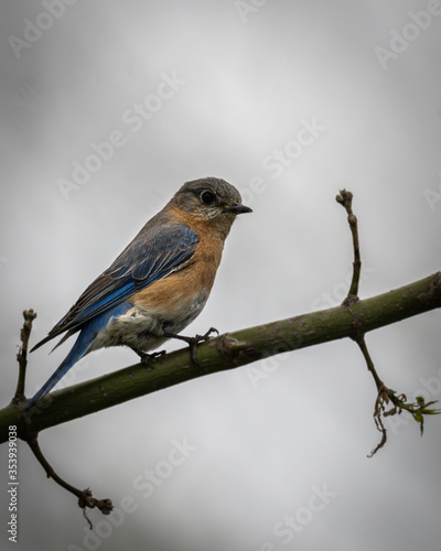 Eastern parent bluebirds working around the nest box