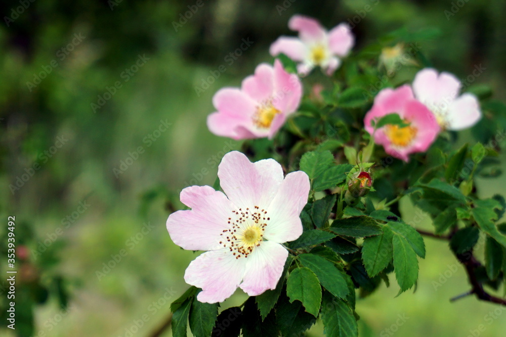 pink flowers in the garden pink flowers in the garden