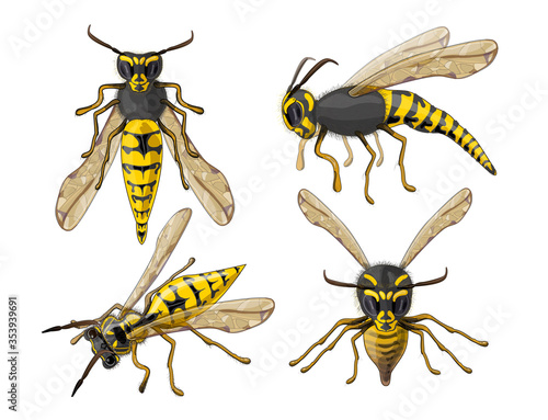 Stock vector illustration. Set of four wasps. The fluffy wasp is drawn in close-up, foreshortening- front, in profile and top view. Drawing is isolated on a white background.