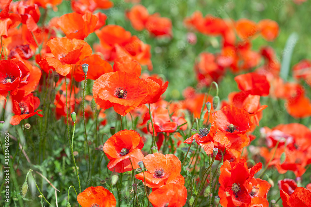 Poppies flower blossom. Beautiful wild field of red poppies. Summer time, beauty in nature Poppies flower blossom. Beautiful wild field of red poppies. Summer time, beauty in nature