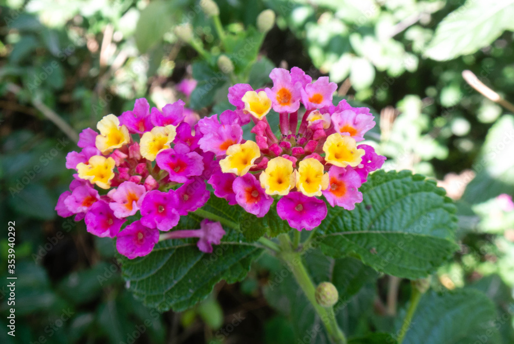 Fototapeta premium flore en un parque