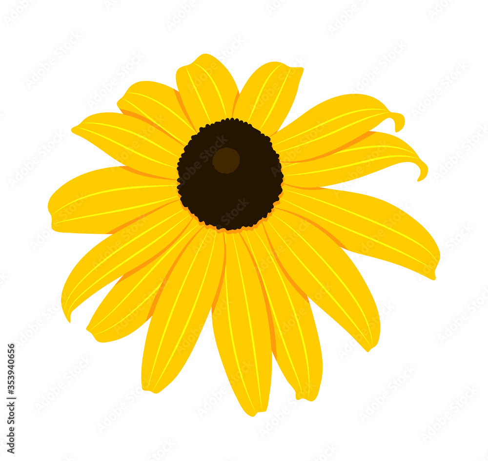 coneflower - black-eyed-susans (Rudbeckia hirta) coneflower - black-eyed-susans (Rudbeckia hirta)