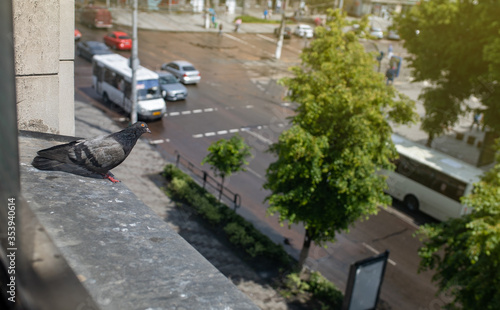 pigeon watches the city suit © Olexandr Tytarchuk