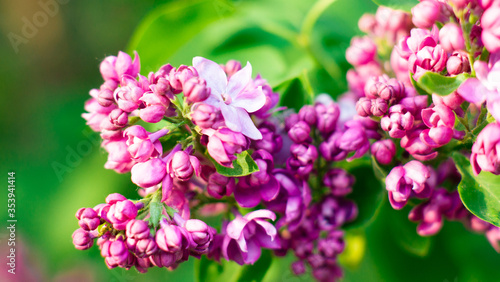 Bright purple lilac on a green background. Macro