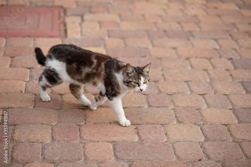 grey white house cat walks on paving slabs