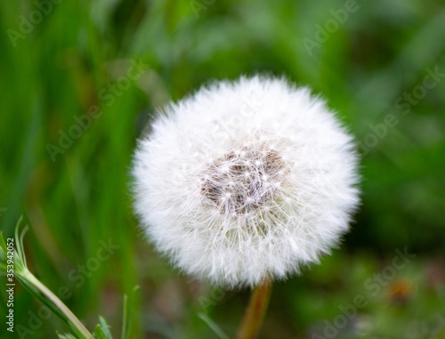 dandelion on green