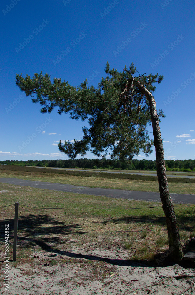 Sandy soil, dry grass and trees on a sunny late soring, early summer day Sandy soil, dry grass and trees on a sunny late soring, early summer day
