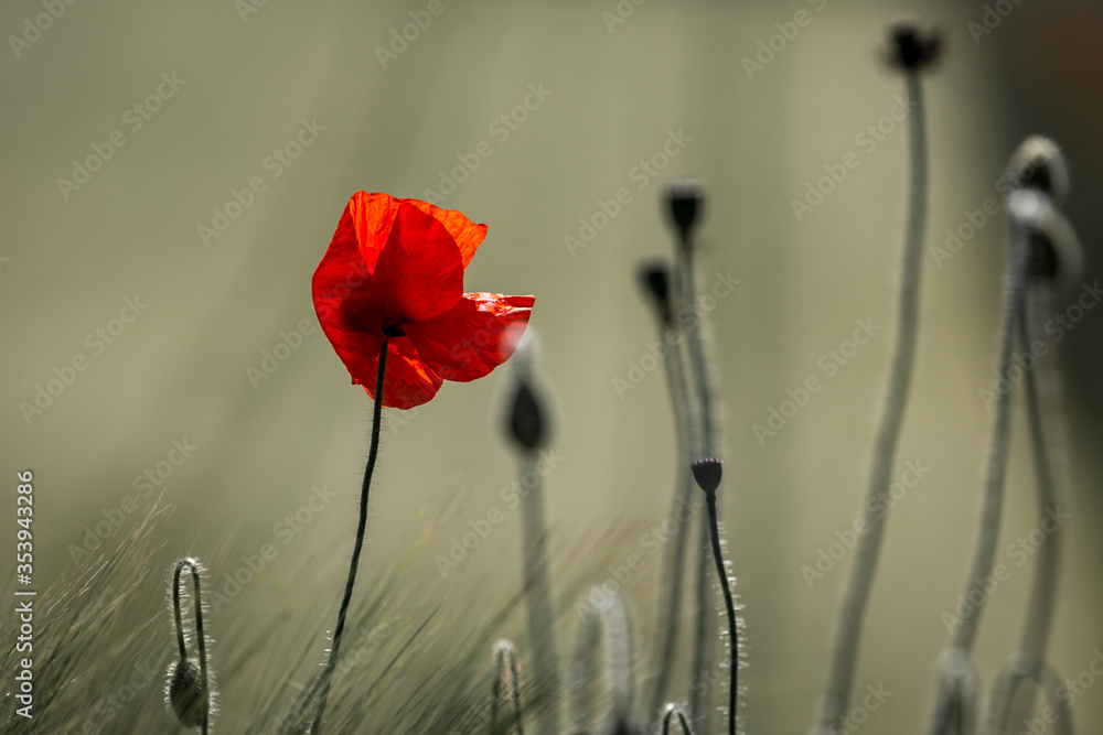 Obraz premium A close up of a vibrant red poppy