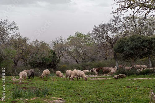 Sheep and goats grazing in Israel