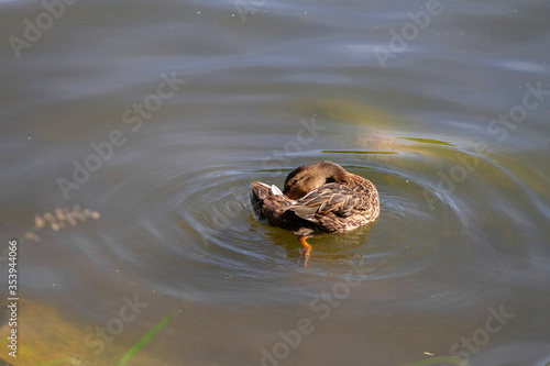 wild adult duck swimming in the water
