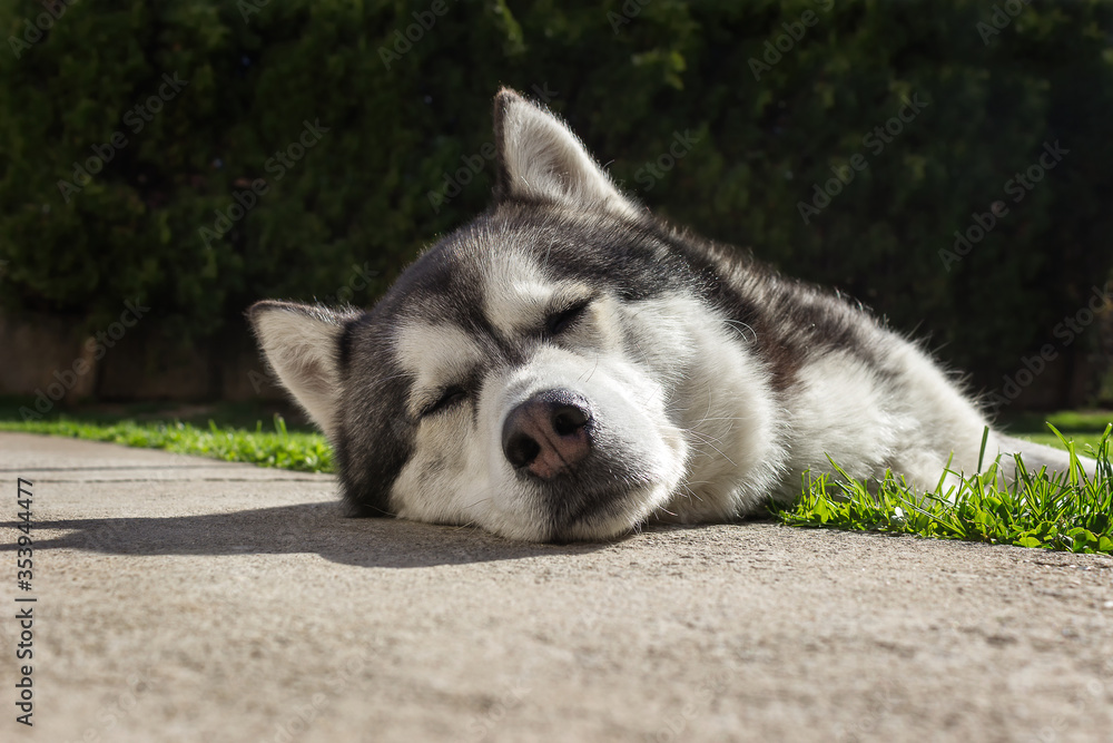 Sleepy Siberian husky laying in the backyard on the green grass with his head on the pavement close-up from the profile Sleepy Siberian husky laying in the backyard on the green grass with his head on the pavement close-up from the profile