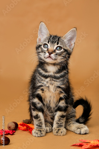 Kitten Portrait © SE Viera Photo