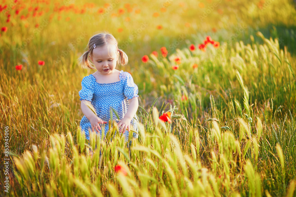 Adorable toddler girl in blue dress walking on cereal field with blooming poppie Adorable toddler girl in blue dress walking on cereal field with blooming poppie