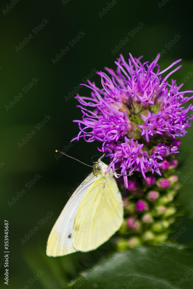 Naklejka premium butterfly on flower