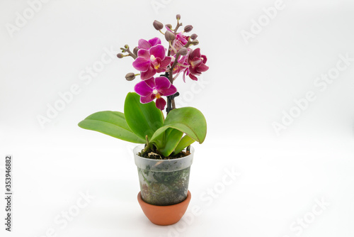 Fototapeta Naklejka Na Ścianę i Meble -  Nice purple mini phalaenopsis moth orchids isolated