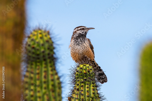 Cactus Wren