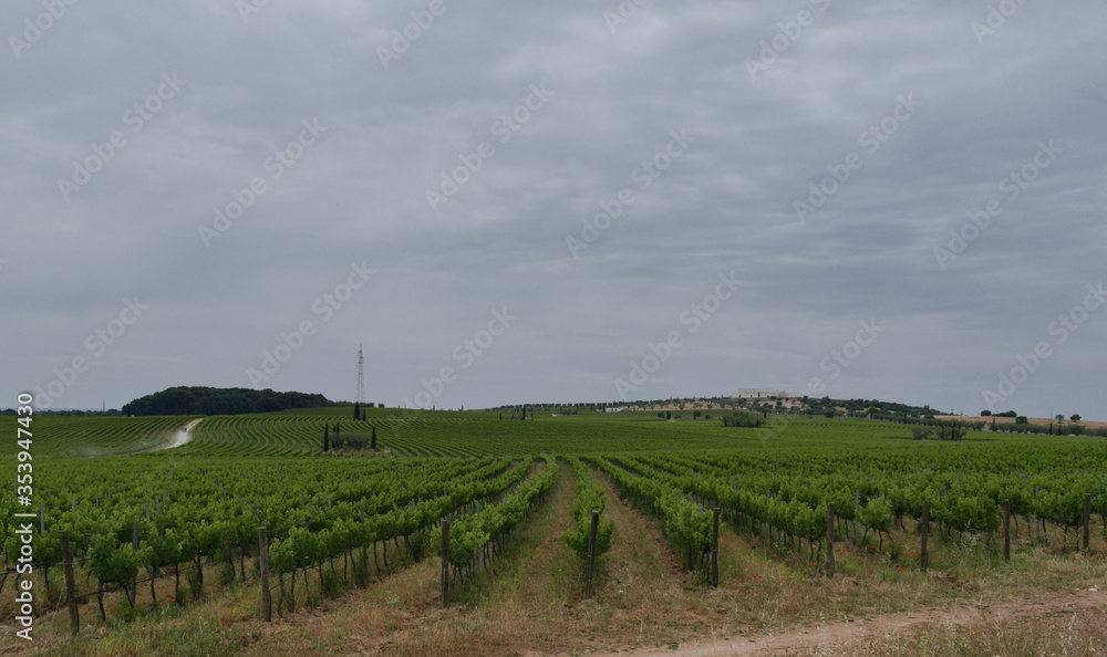 Fototapeta premium la vigna 