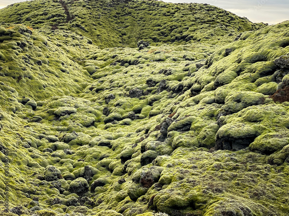 Green moss field in Iceland.