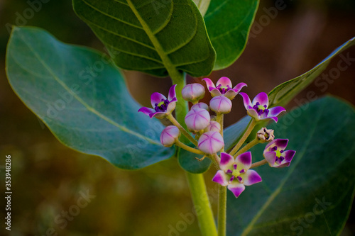 Calotropis gigantea, the crown flower, is a species of Calotropis native to Cambodia, Indonesia, Malaysia, the Philippines, Thailand, Sri Lanka, India, China, Pakistan, Nepal, and tropical Africa photo