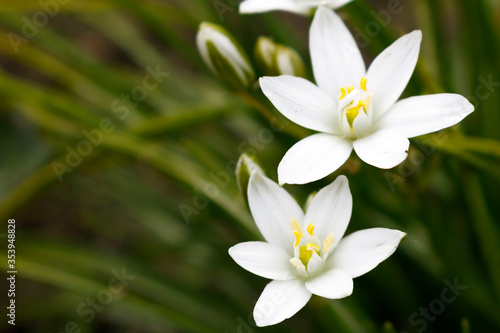 White flowers of the Star of Bethlehem on a green background