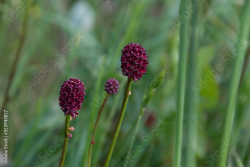 Grosser Wiesenknopf (Sanguisorba officinalis), Blüten