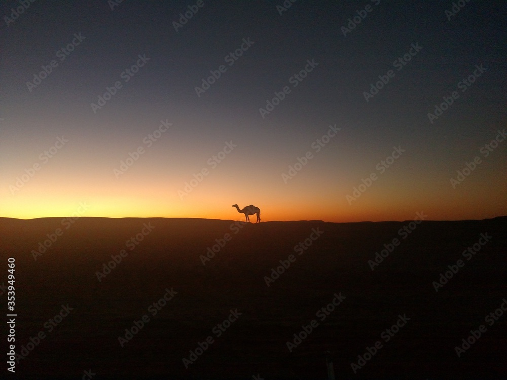 Algeria desert sunset camel 