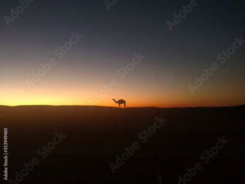 Algeria desert sunset camel 