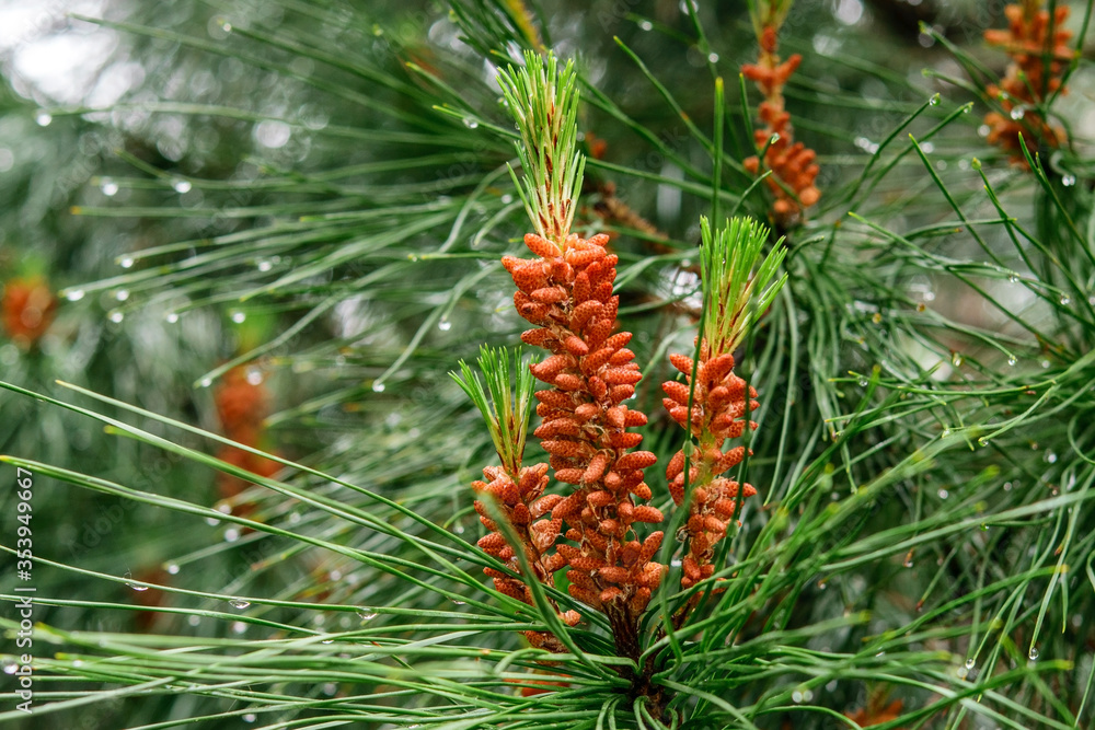 Pine cones and needles with raindrops after rain. Springtime, nature after rain concept. Pine cones and needles with raindrops after rain. Springtime, nature after rain concept.
