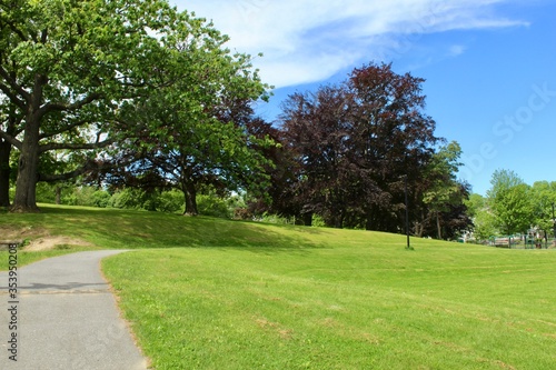 tree in the park
