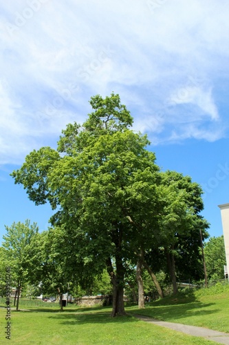 tree in the park