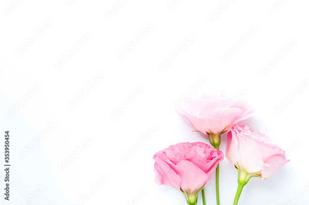 Beautiful pink and white eustoma flowers (lisianthus) in full bloom. Bouquet of flowers on a white background. Copy space. Flat lay Beautiful pink and white eustoma flowers (lisianthus) in full bloom. Bouquet of flowers on a white background. Copy space. Flat lay