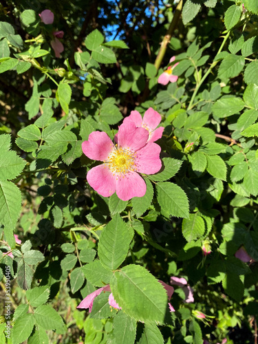 Rose hip flower in the garden  summertime.