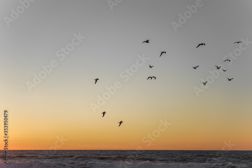 seagulls at sunset © Toms