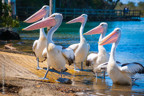 Pelicans at boat ramp.