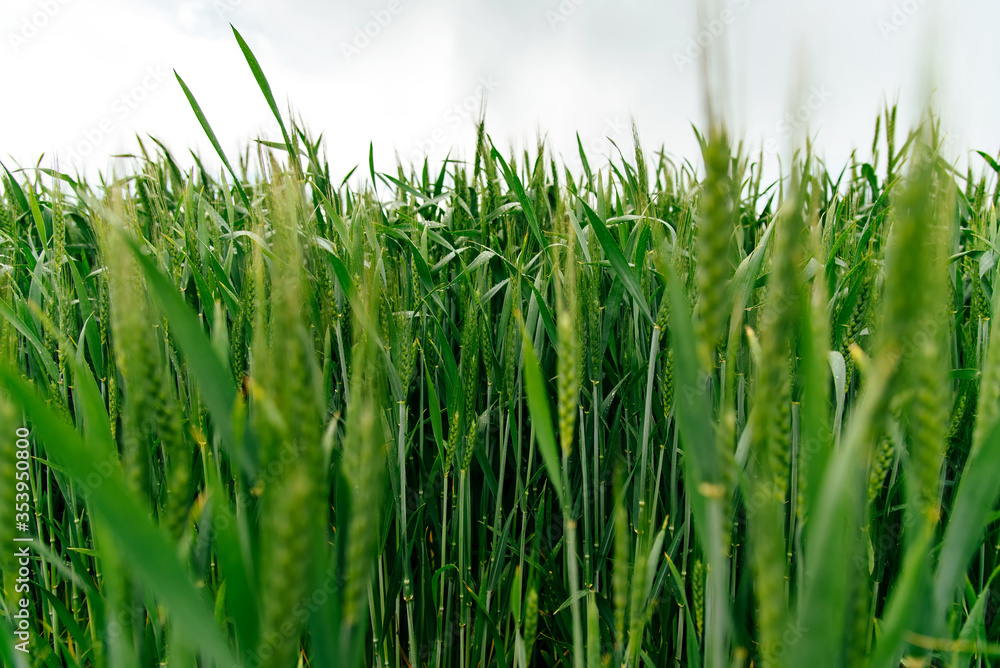 Obraz premium Green wheat spikes dew drops