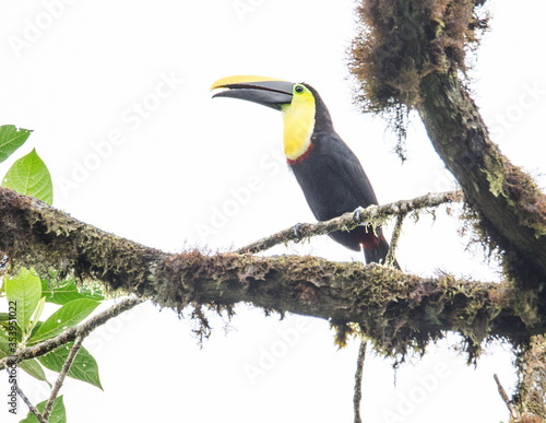Choco Toucan