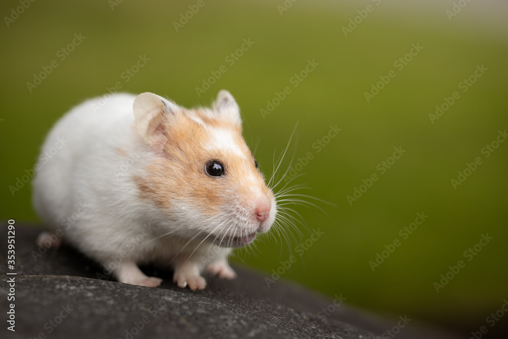 Cute teddy bear hamster outside with green background Cute teddy bear hamster outside with green background