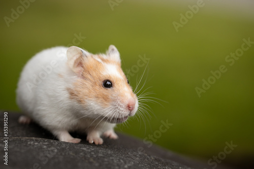 Cute teddy bear hamster outside with green background © Sharon
