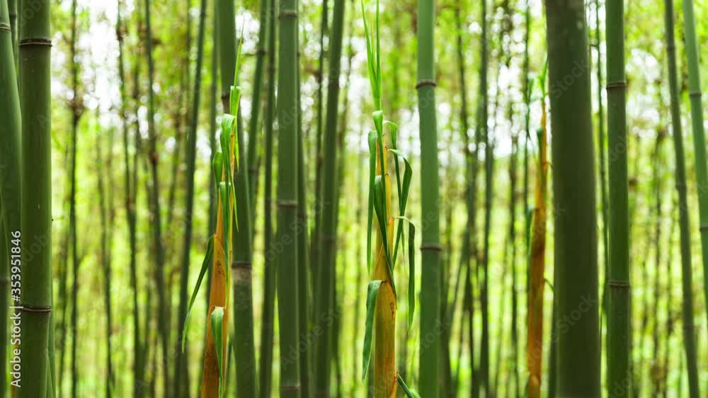 Time lapse of bamboo shoots growing in the woods from morning to evening plant growth progress Time lapse of bamboo shoots growing in the woods from morning to evening plant growth progress