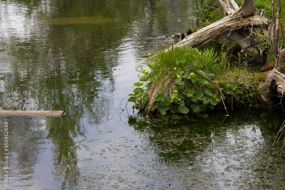 Yellow Marsh Marigolds along a freshwater stream in northern Michigan. Yellow Marsh Marigolds along a freshwater stream in northern Michigan.