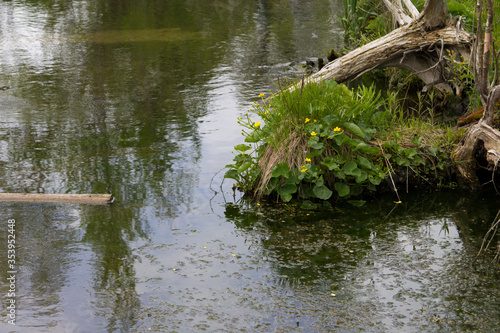  Yellow Marsh Marigolds along a freshwater stream in northern Michigan.