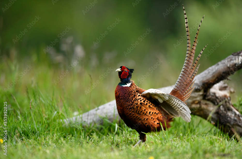 Fototapeta premium Ringneck Pheasant (Phasianus colchicus) male