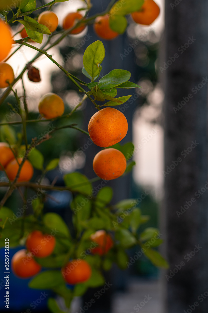 Hanging orange. Rooftop gardening.