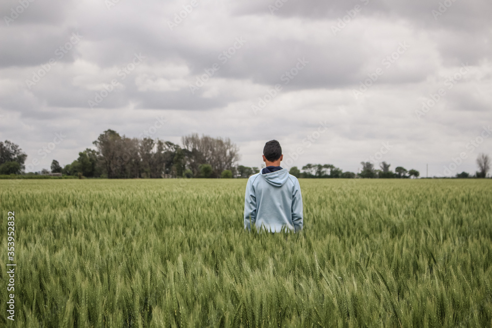 young man with his back in the middle of a wheat field young man with his back in the middle of a wheat field